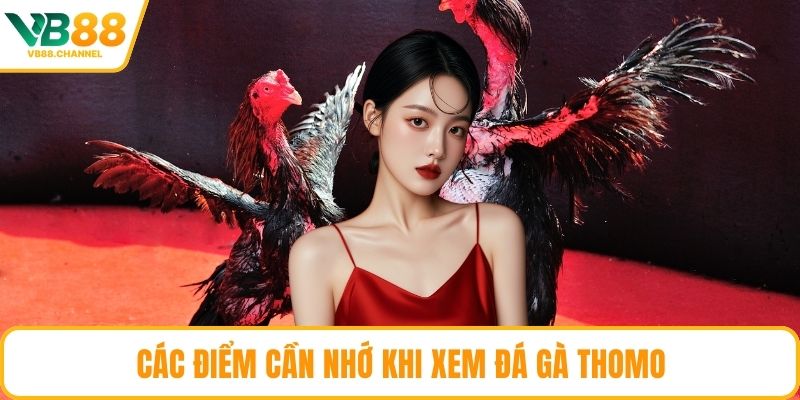 Các điểm cần nhớ khi xem đá gà Thomo