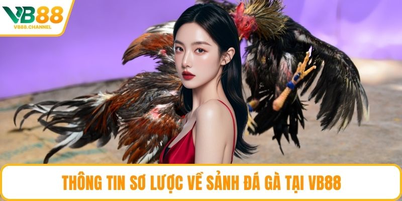 Thông tin sơ lược về sảnh đá gà tại VB88